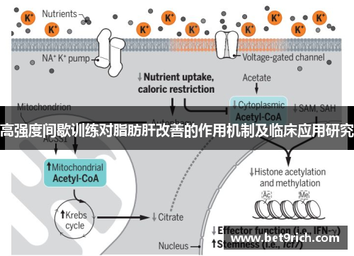 高强度间歇训练对脂肪肝改善的作用机制及临床应用研究